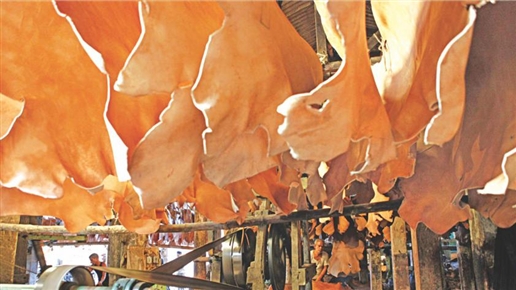  Các nhà máy thuộc da Tanzania chật vật bảo quản da xanh ướt