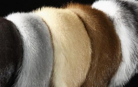 Chủ tịch CNC muốn các nhà máy thuộc da Pháp trở thành doanh nghiệp lớn 