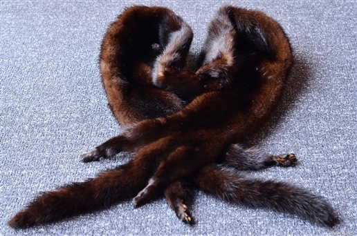 Giá chồn giảm sau khi nhu cầu Trung Quốc suy giảm 